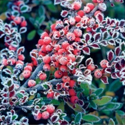 SERVILLETAS DISEÑO FROZEN BERRIES 20PZS 33317890 (33 x 33cm)